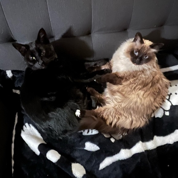 Meet your Posher, Linda - Picture 2 of 3